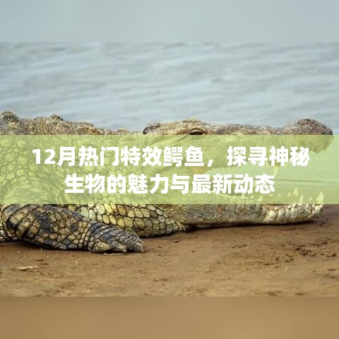 揭秘十二月热门特效鳄鱼，神秘魅力与最新动态探索