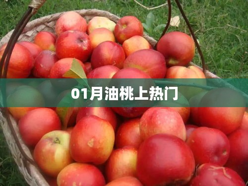 一月油桃火爆全网