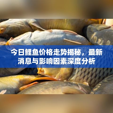 今日鲤鱼价格走势揭秘，最新消息与影响因素深度分析