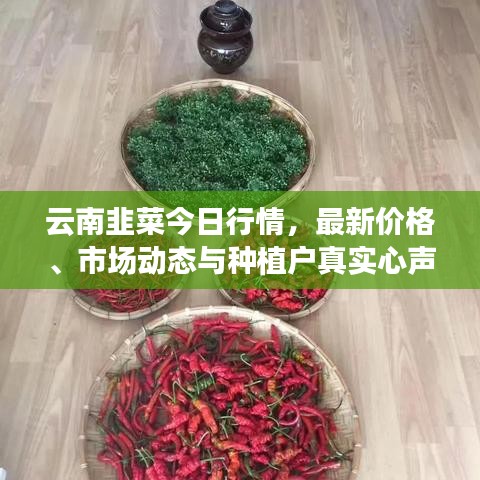 云南韭菜今日行情，最新价格、市场动态与种植户真实心声揭秘